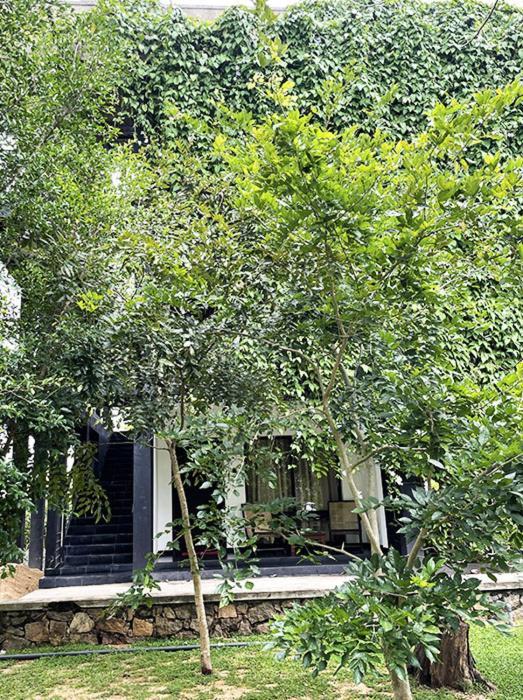 مبيت وإفطار دامبولا روك آرتش المظهر الخارجي الصورة